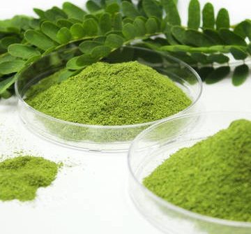 Moringa Oil Company - MORIFA Indonesian Moringa