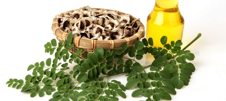 Moringa Oil Company - MORIFA Indonesian Moringa