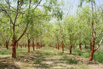 Moringa Oil Company - MORIFA Indonesian Moringa
