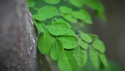 Moringa Oil Company - MORIFA Indonesian Moringa
