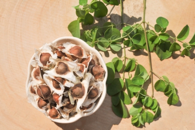 Moringa Oil Company - MORIFA Indonesian Moringa