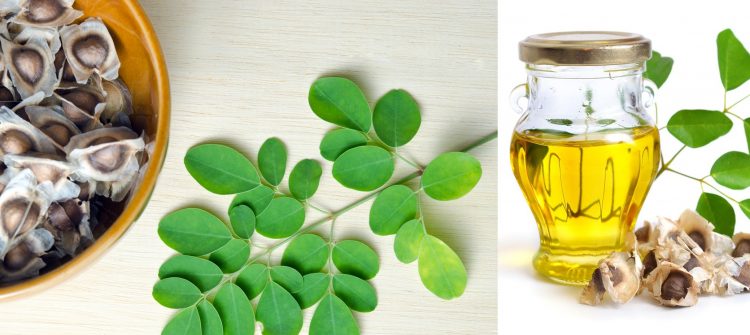 Moringa Oil Company - MORIFA Indonesian Moringa