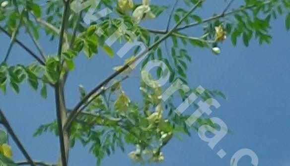 Vitamin A Is An Important Intake In The Human Body. Vitamin A In Moringa Oil Will Give You Enough Vitamin Intake To Support Y