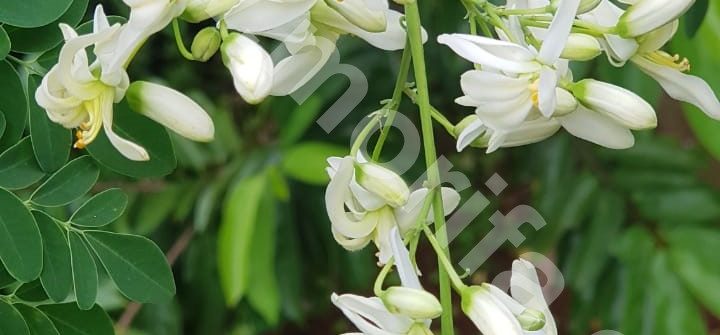 Non-Preservative Moringa Oil Wholesale For Next Business